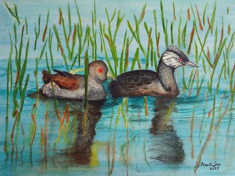 Mergulhão de Orelha Branca e Galinha d´Água Carijó