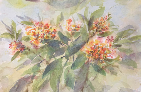 IXORA